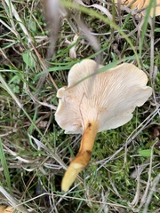 Hygrophoropsis