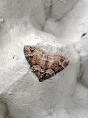 Catarhoe basochesiata