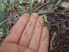 Desmodium retinens