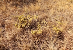 Lasiosiphon canoargenteus