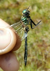 Somatochlora alpestris