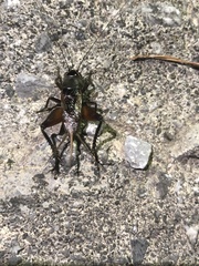 Teleogryllus occipitalis