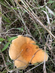 Hygrophoropsis