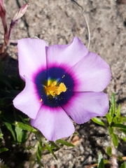 Moraea melanops