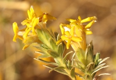 Lasiosiphon canoargenteus