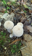 Lycoperdon perlatum