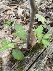 Viburnum setigerum