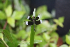 Neurothemis tullia
