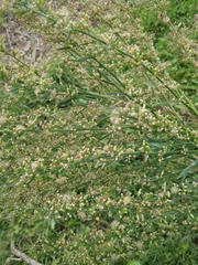 Panicum miliaceum