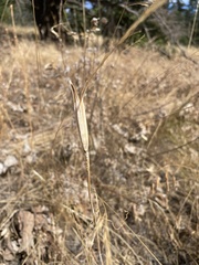 Calochortus macrocarpus
