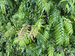 Stenochlaena palustris