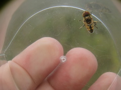 Eristalinus megacephalus