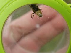 Eristalinus megacephalus
