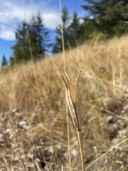 Calochortus macrocarpus