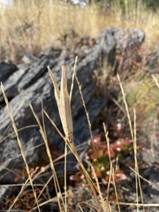 Calochortus macrocarpus