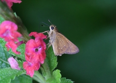 Borbo cinnara