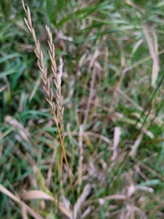 Elymus repens
