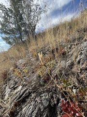Calochortus macrocarpus