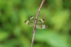 Neurothemis tullia