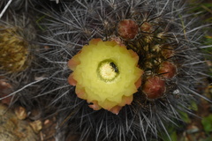 Eriosyce chilensis albidiflora