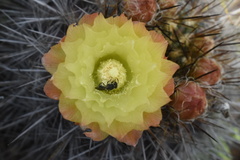 Eriosyce chilensis albidiflora