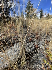 Calochortus macrocarpus
