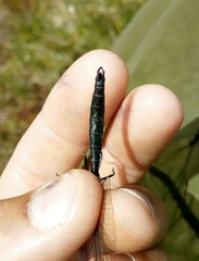 Somatochlora alpestris