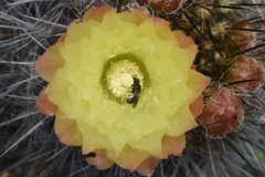 Eriosyce chilensis albidiflora