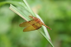 Neurothemis fulvia
