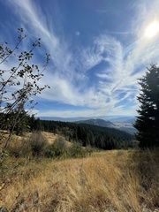Calochortus macrocarpus