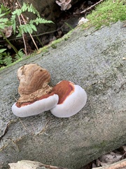 Fomitopsis pinicola