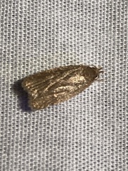 Psilocorsis reflexella