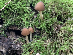 Parasola conopilea