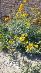 Verbesina encelioides