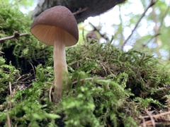 Parasola conopilea