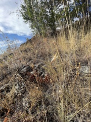 Calochortus macrocarpus