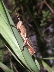 Stenocatantops mistshenkoi