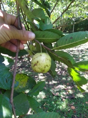 Psidium