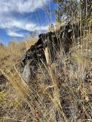 Calochortus macrocarpus