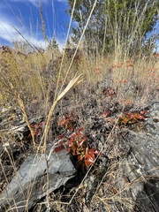 Calochortus macrocarpus