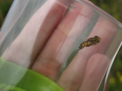 Eristalinus megacephalus