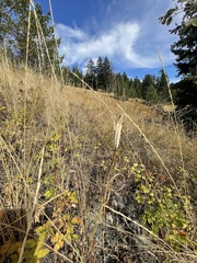 Calochortus macrocarpus