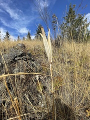 Calochortus macrocarpus