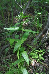 Epilobium glaberrimum glaberrimum