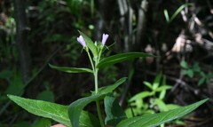 Epilobium glaberrimum glaberrimum
