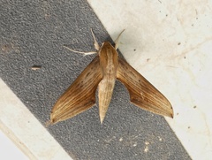 Xylophanes libya