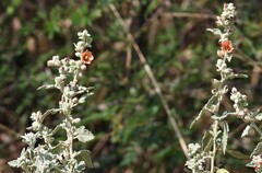 Sphaeralcea bonariensis