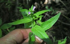 Epilobium glaberrimum glaberrimum