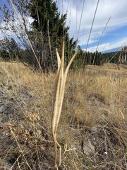 Calochortus macrocarpus