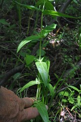 Epilobium glaberrimum glaberrimum